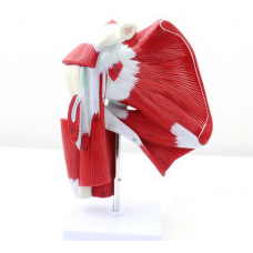 Model of Shoulder with Deep Muscle